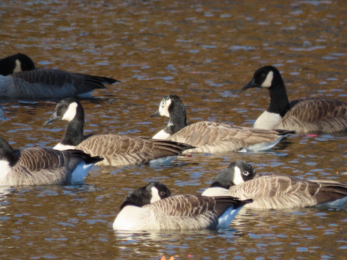 Canada Goose - ML644666541