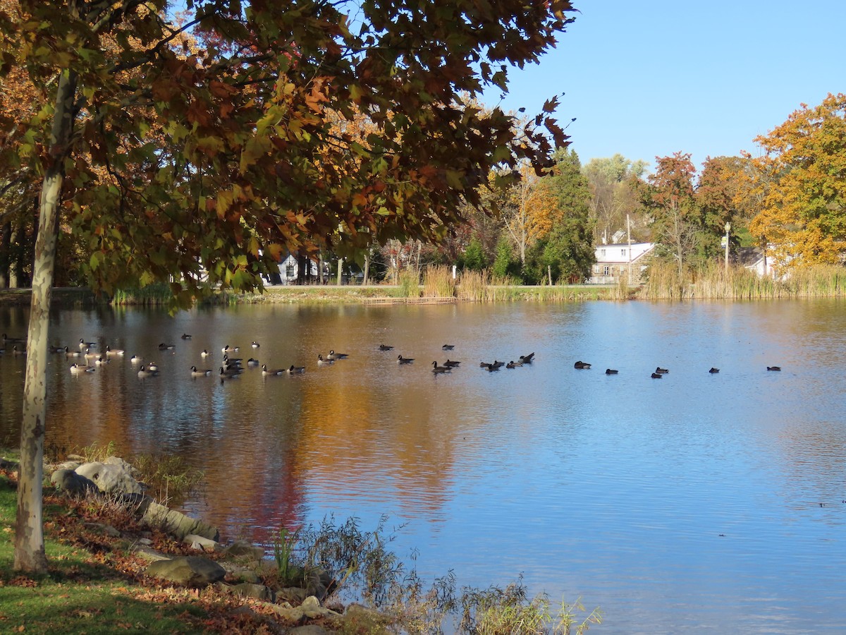 Canada Goose - ML644666543