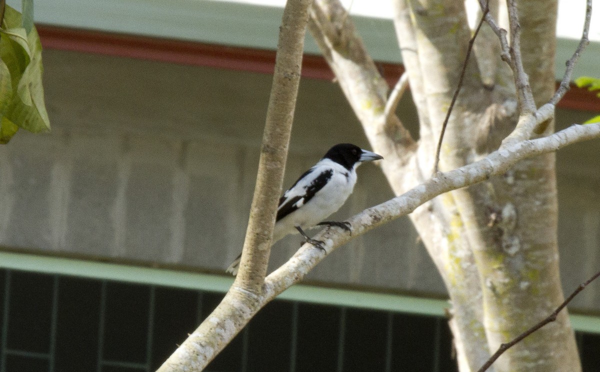 Black-backed Butcherbird - ML644666549