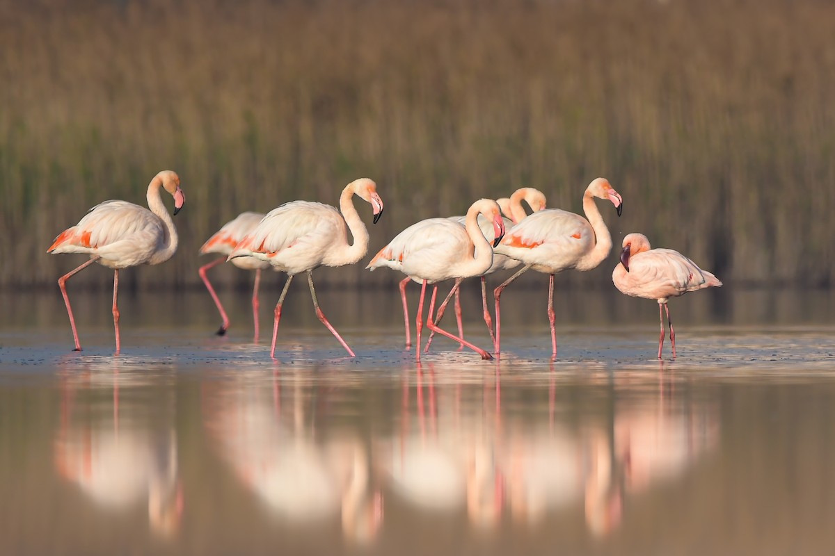 Малый фламинго - ML644666550