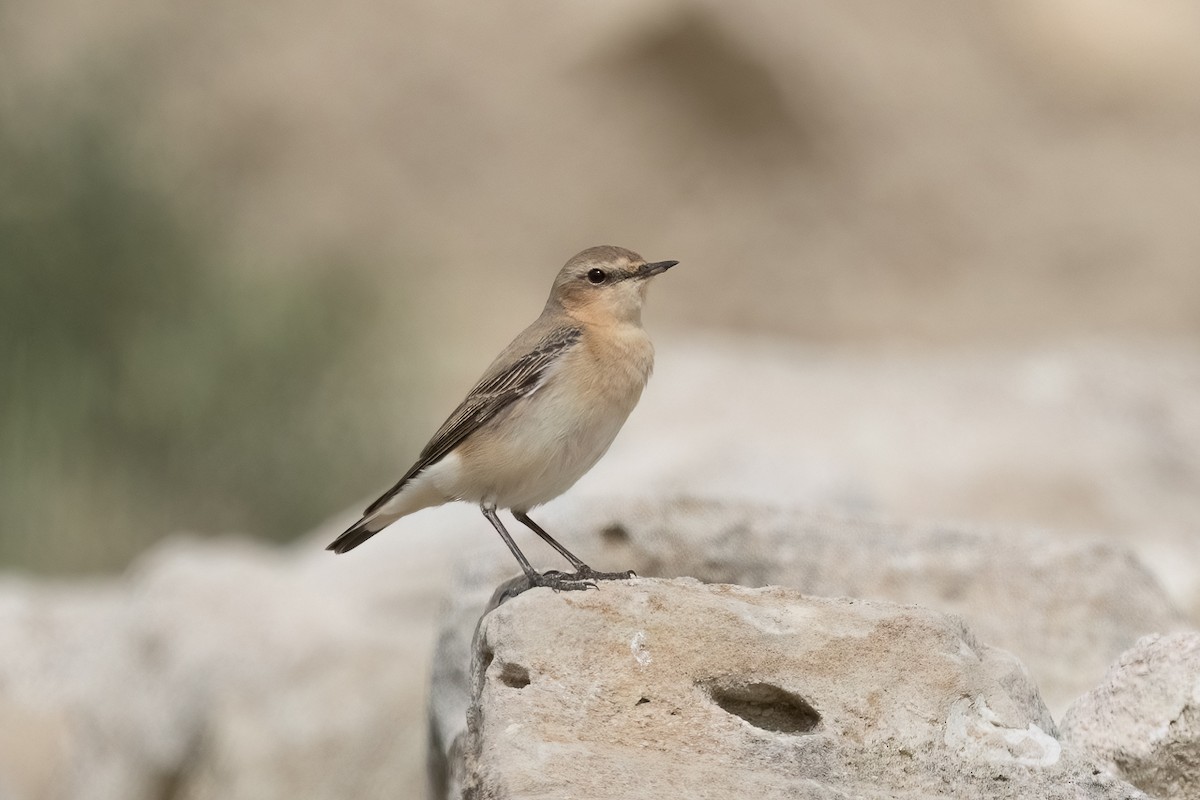 ハシグロヒタキ - ML644666566