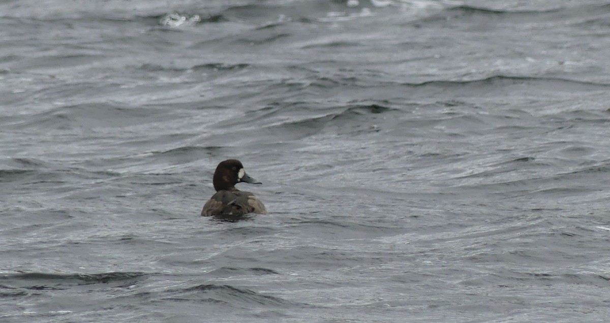 Fuligule milouinan - ML644666582