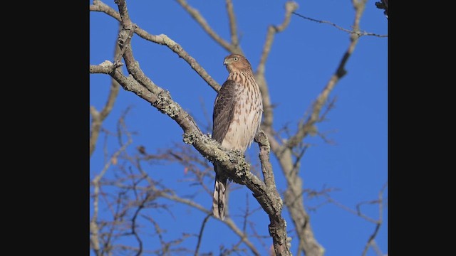 Cooper's Hawk - ML644666587