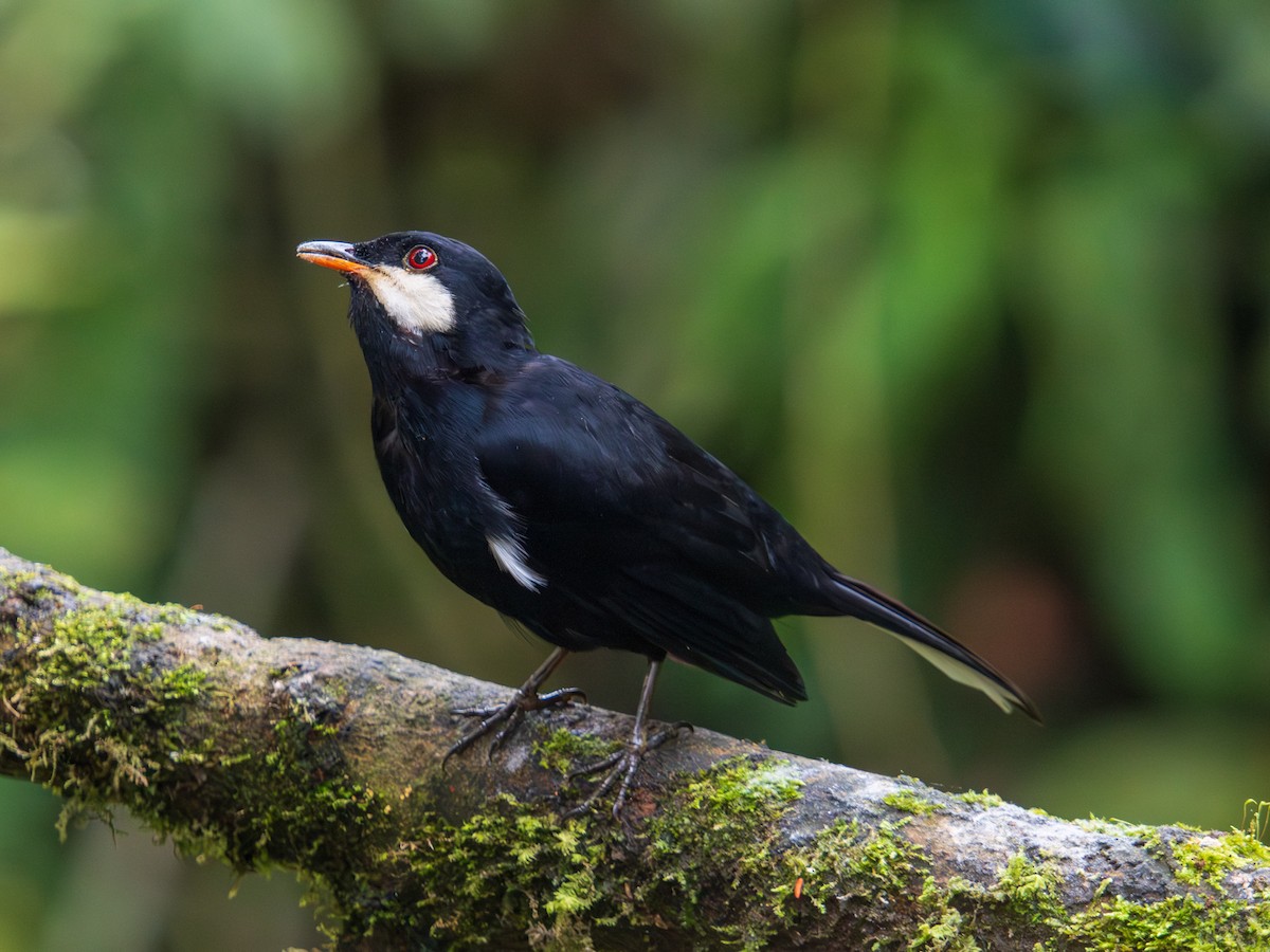 Black Solitaire - ML644666590