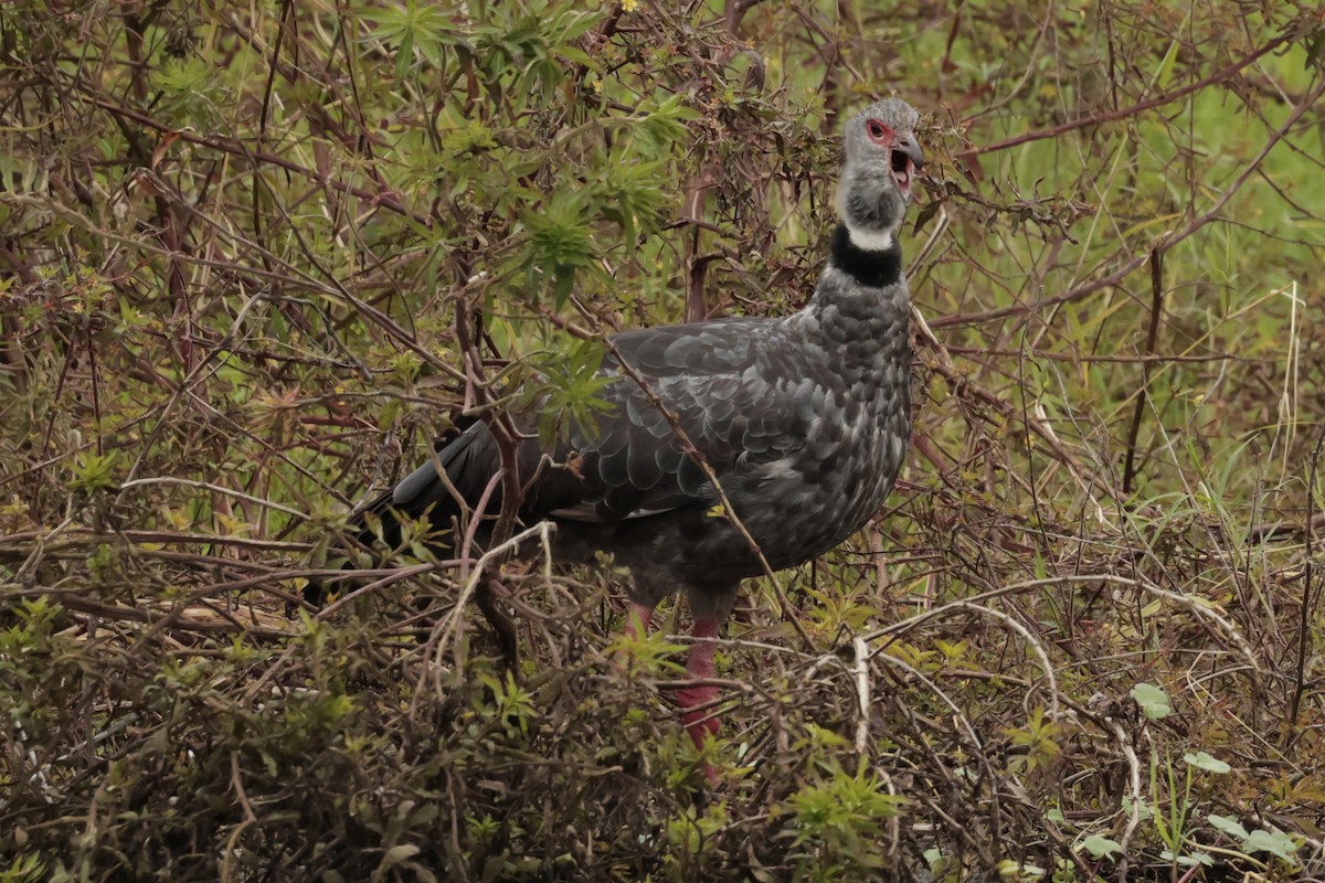 kragegjeterfugl - ML644666601