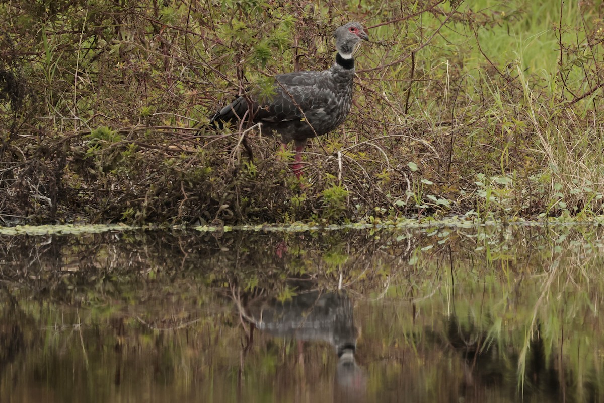 kragegjeterfugl - ML644666602