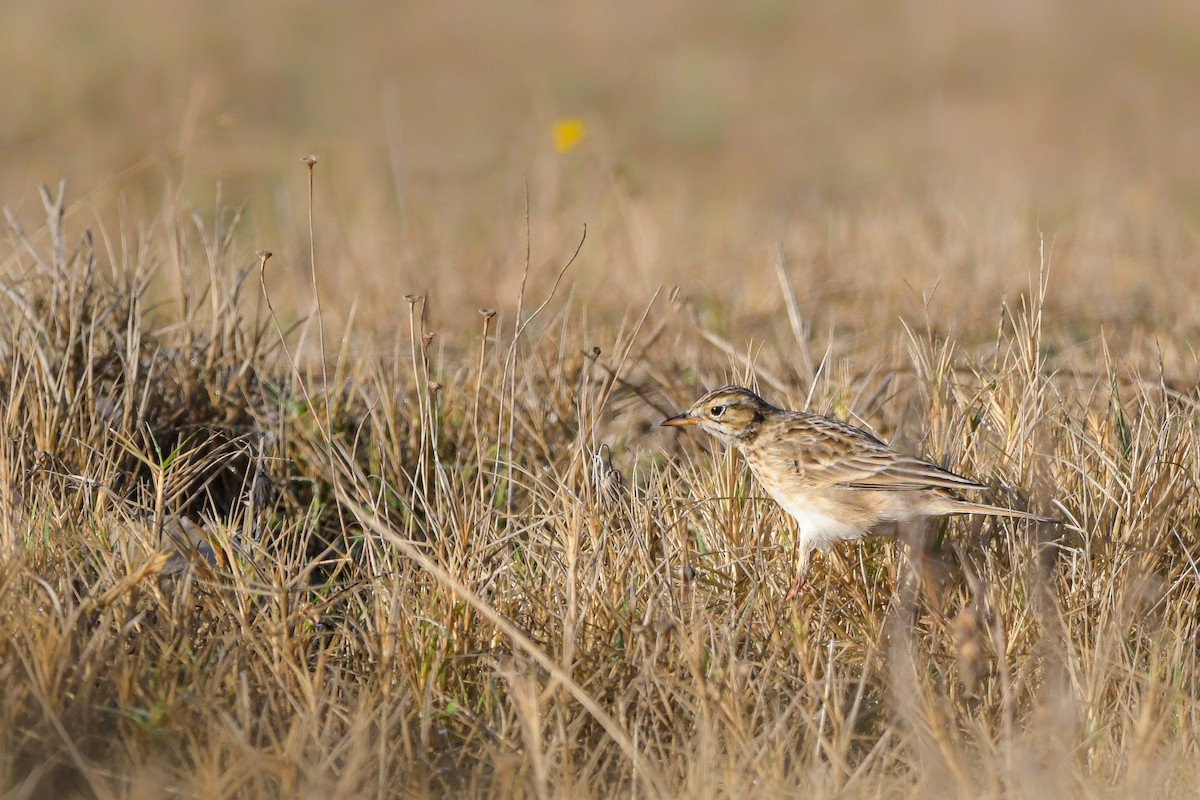 Степной конёк - ML644666616