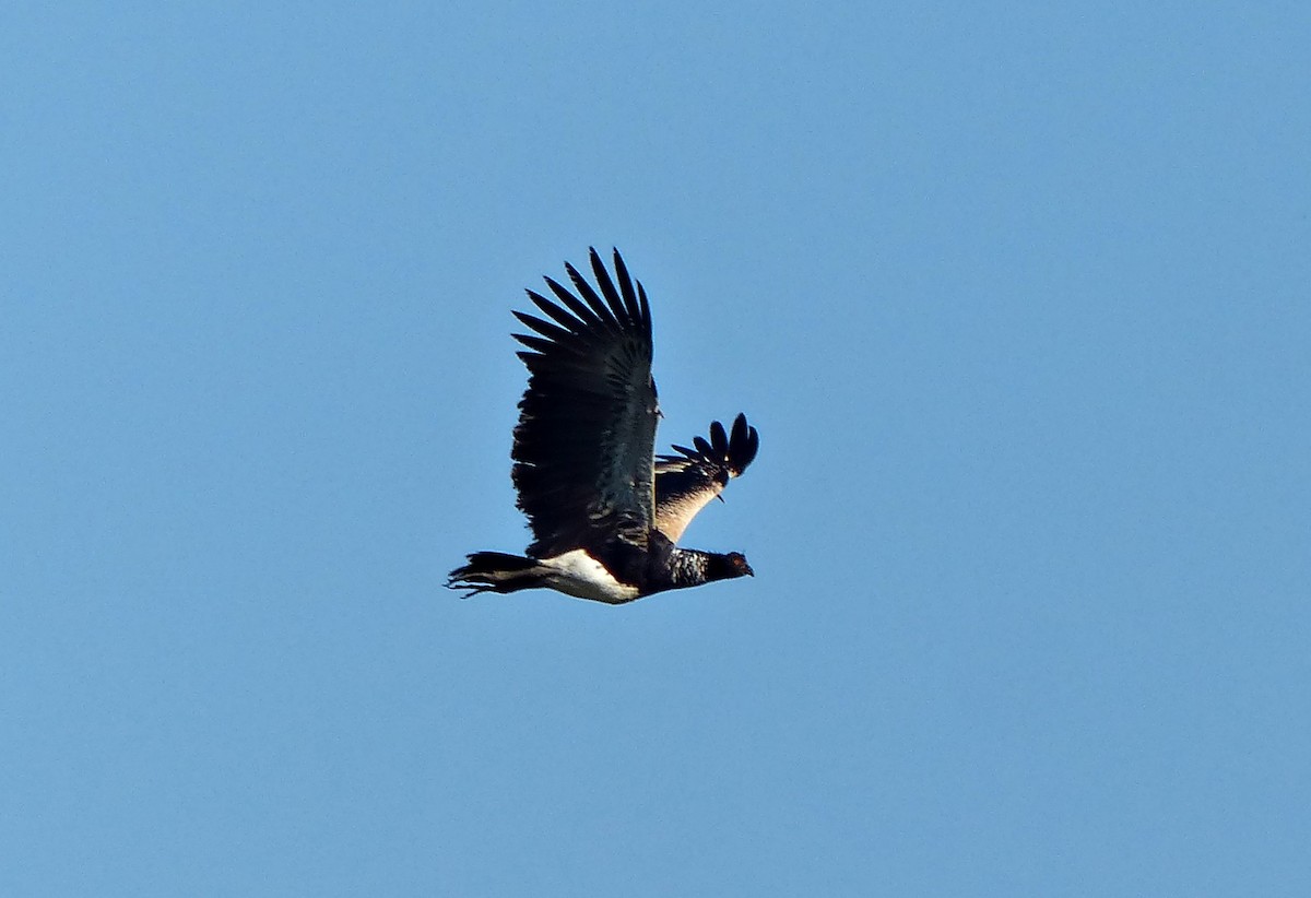 kamiš růžkatý - ML644666620