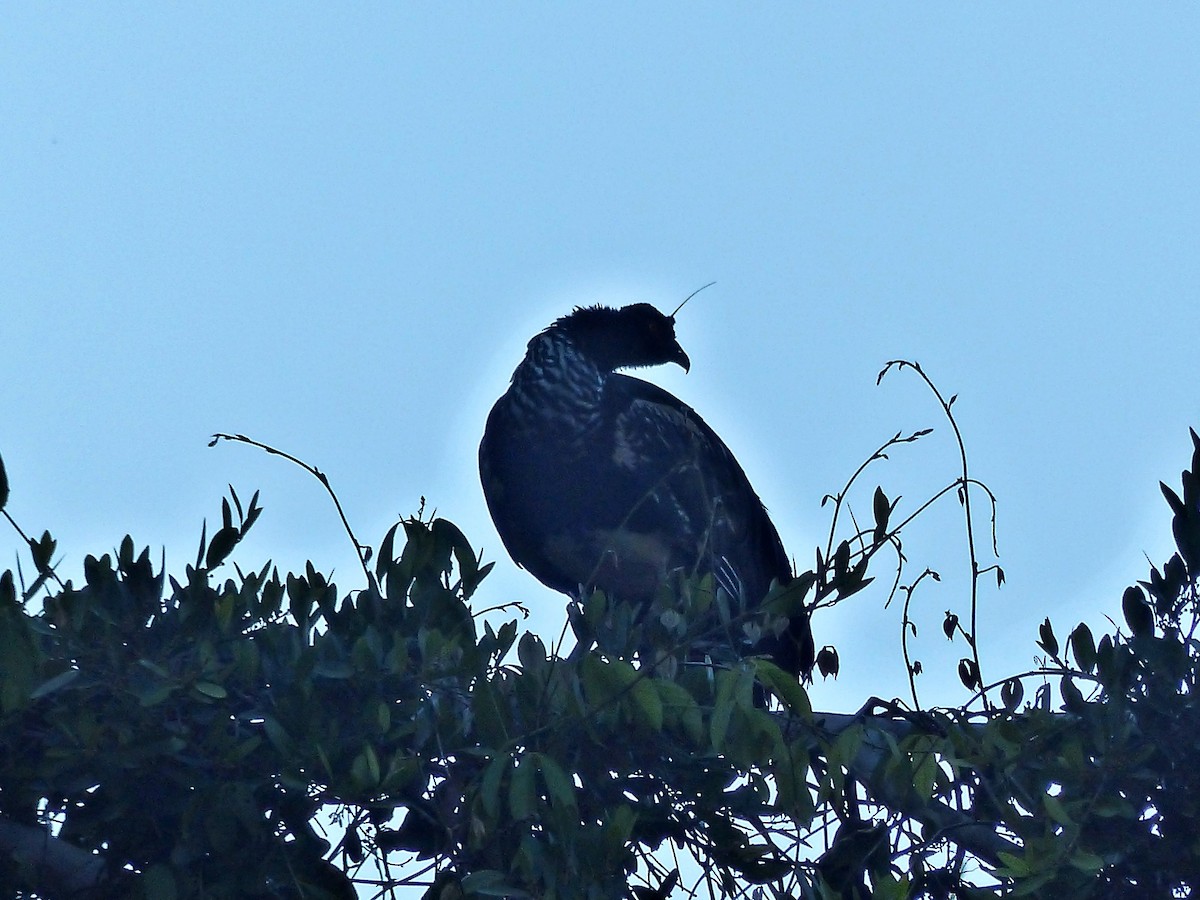 kamiš růžkatý - ML644666622