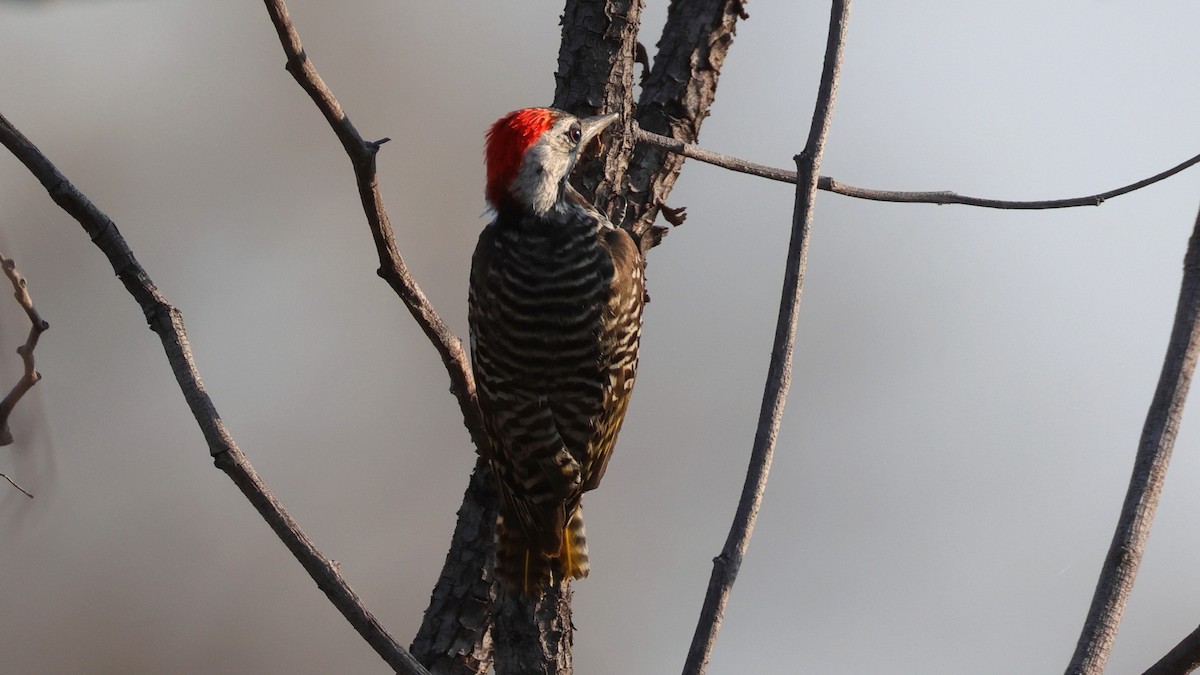 Cardinal Woodpecker - ML644666639