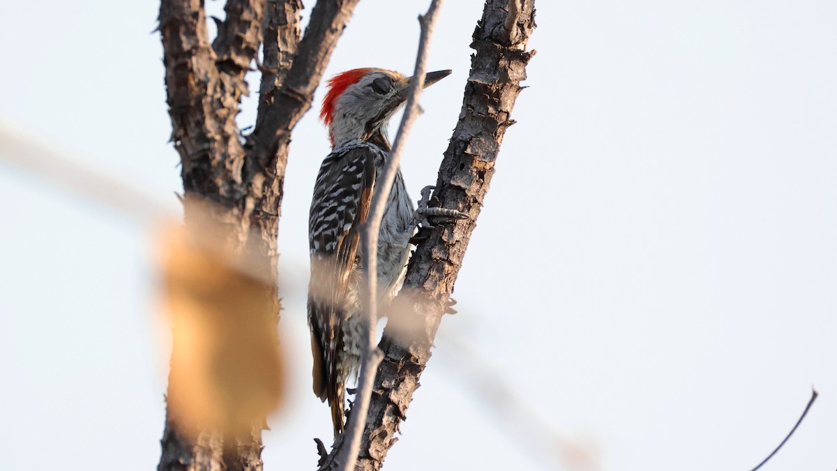 Cardinal Woodpecker - ML644666641
