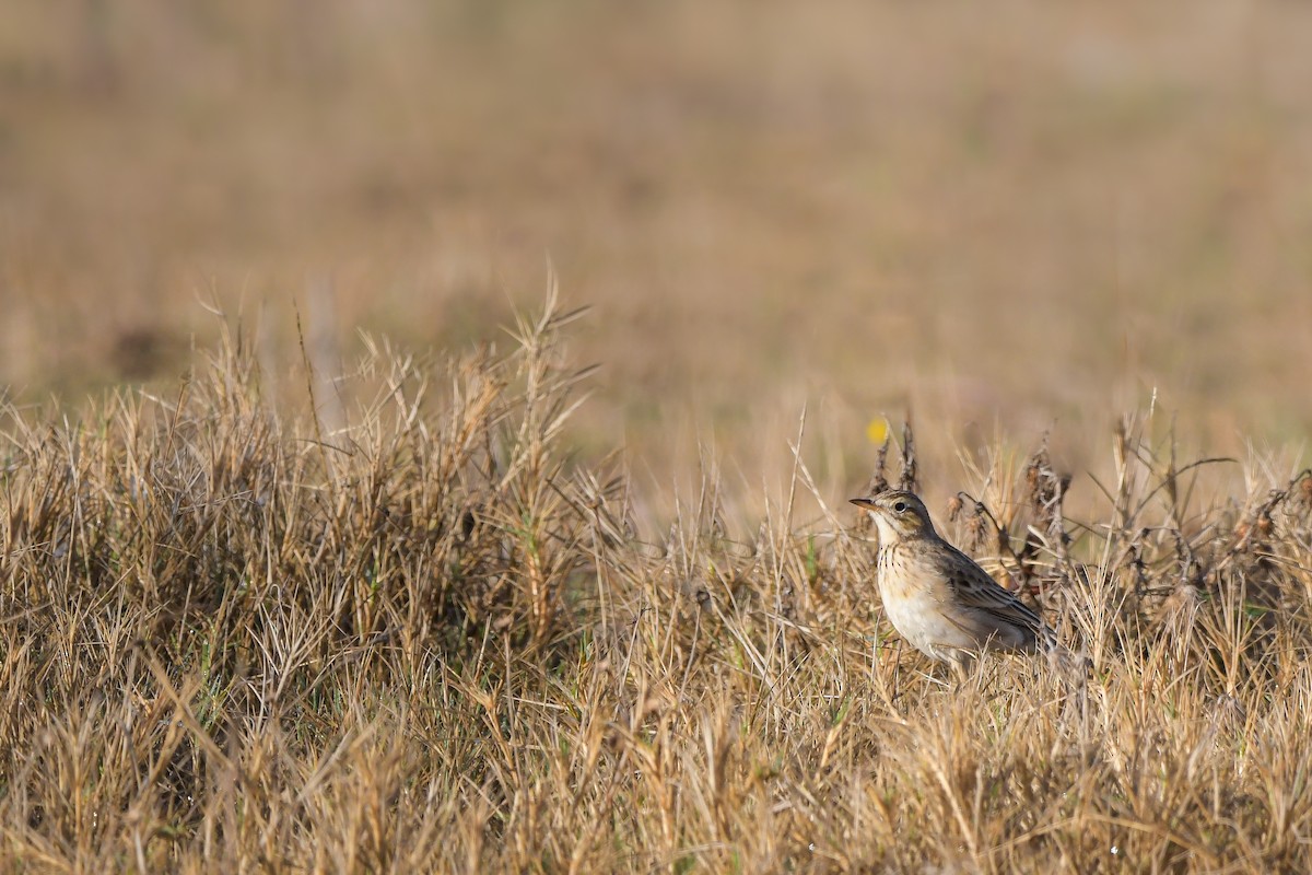 Степной конёк - ML644666644