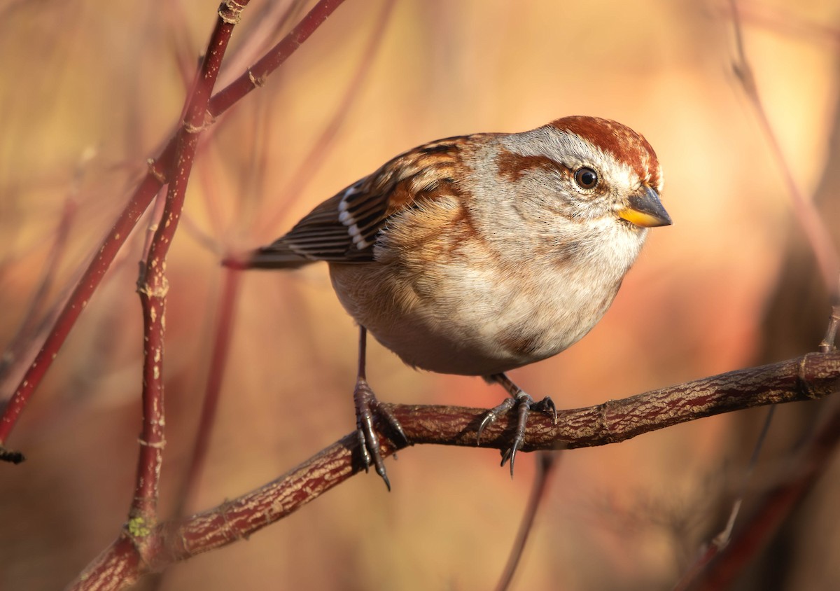 American Tree Sparrow - ML644666646