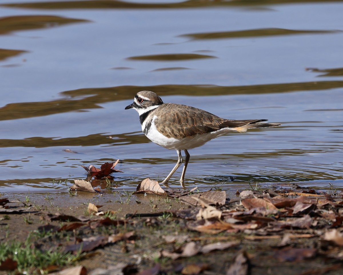 Pluvier kildir - ML644666648