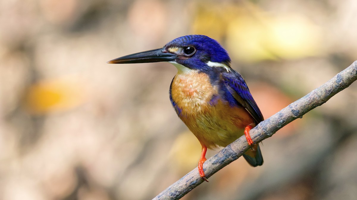 Azure Kingfisher - ML644666649