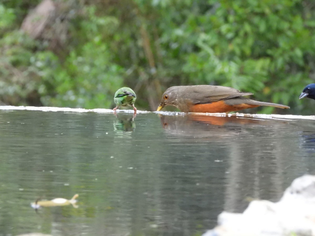 Rufous-bellied Thrush - ML644666651