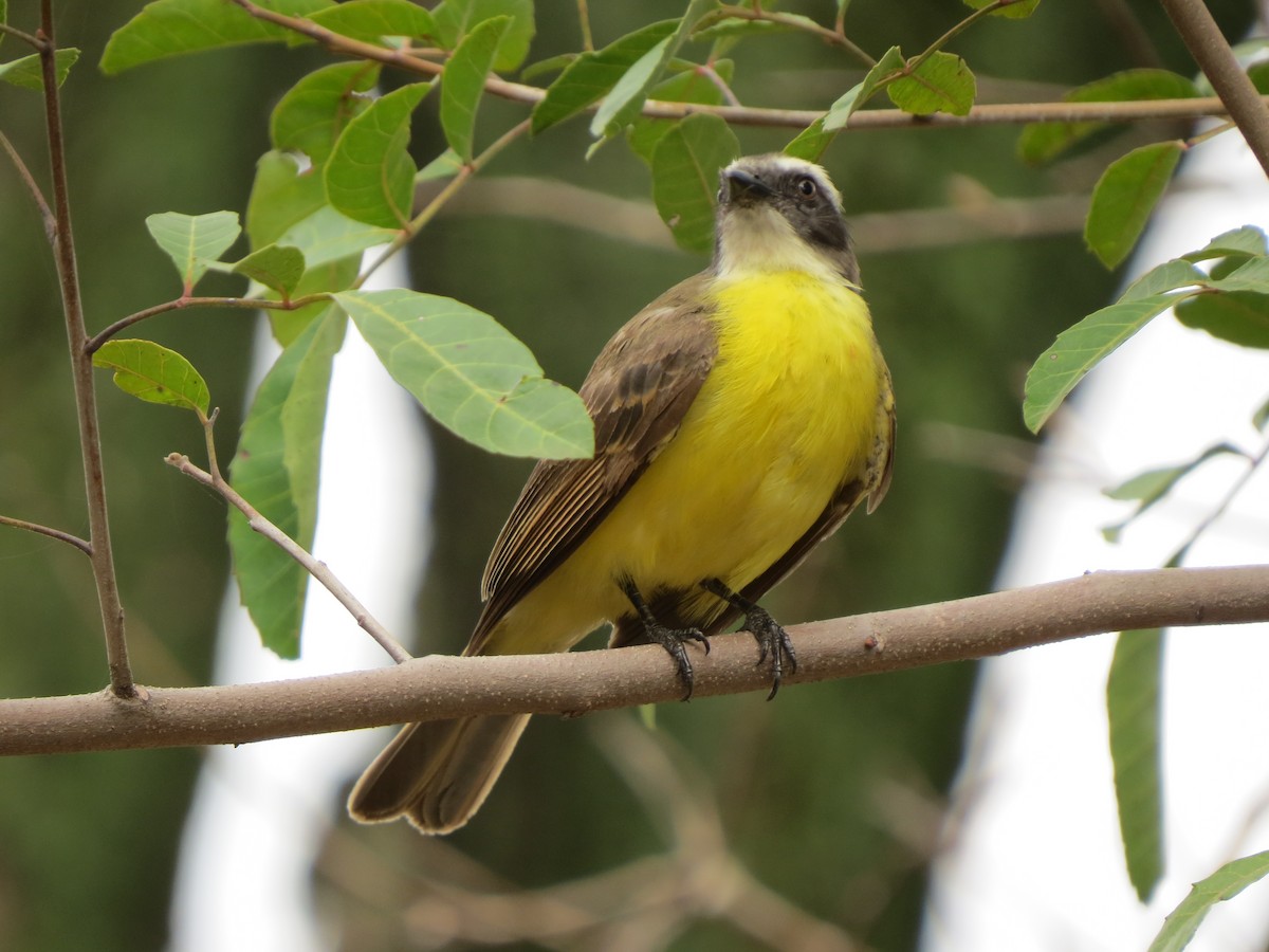 Rotscheitel-Maskentyrann - ML644666652