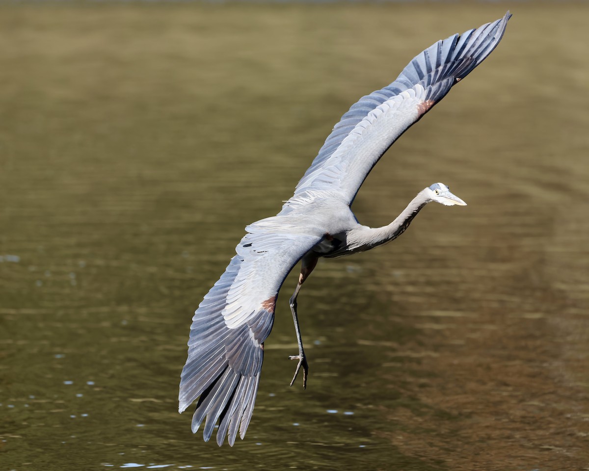 Grand Héron - ML644666654