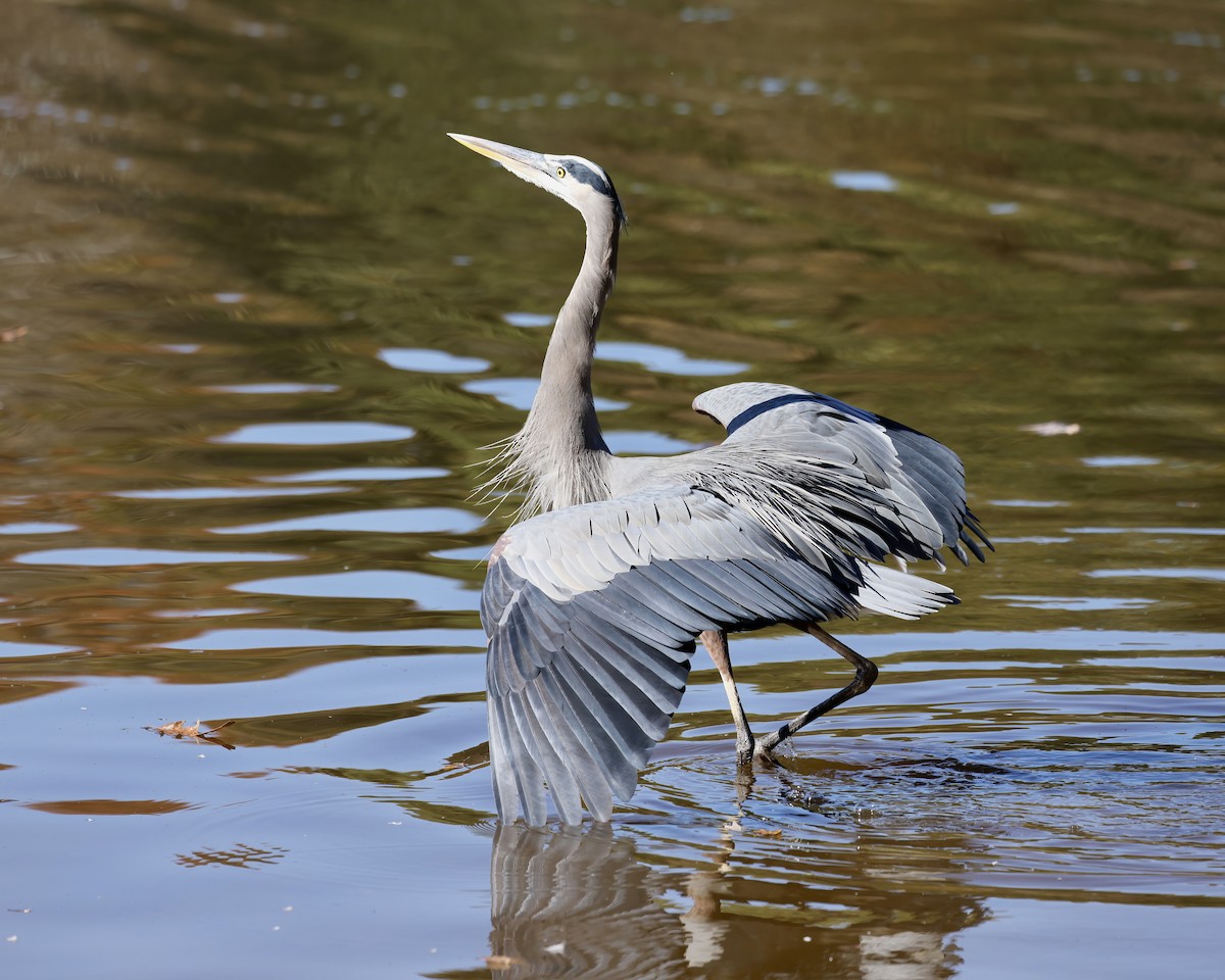 Grand Héron - ML644666655