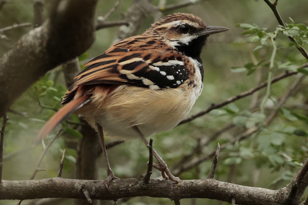 striperyggmaurfugl - ML644666658