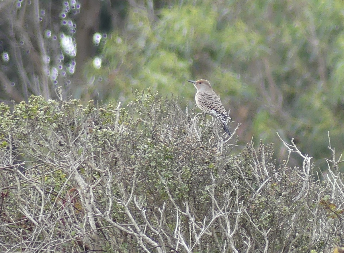 Northern Flicker - ML644666666