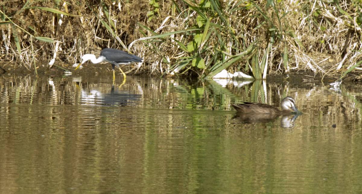 Pied Heron - ML644666671