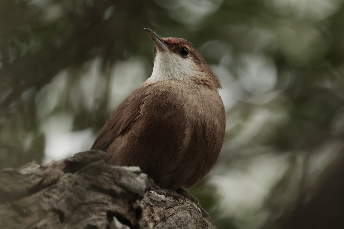 rustpannemarkløper - ML644666673