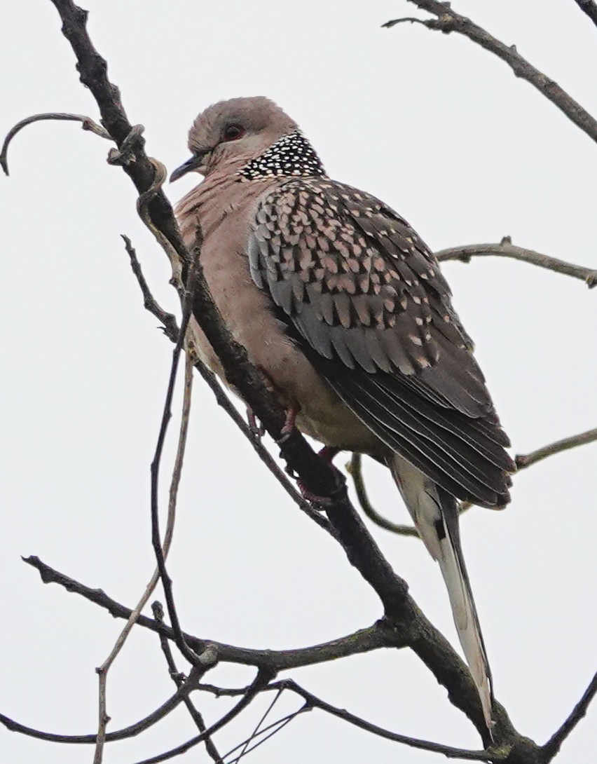 Spotted Dove - ML644666674