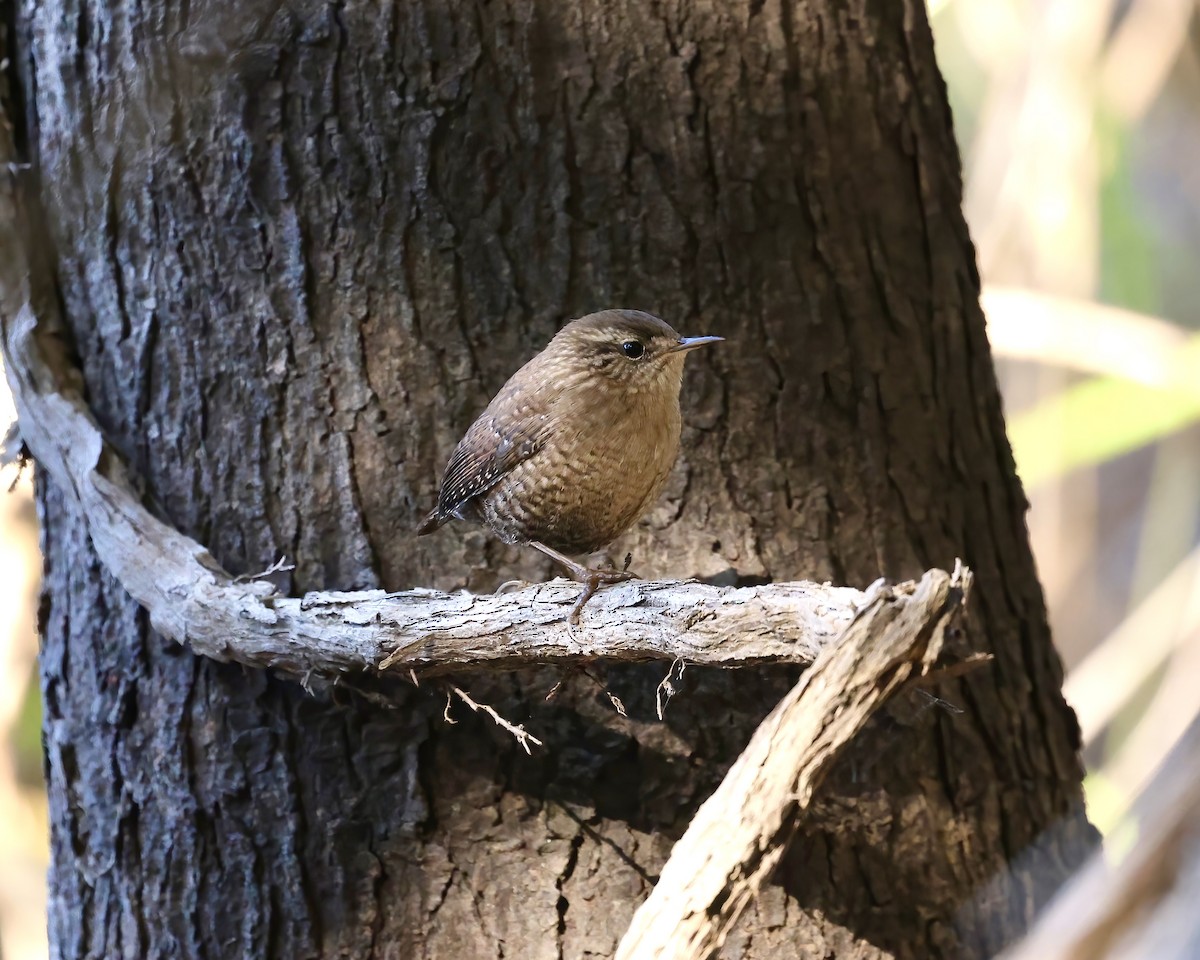 Troglodyte des forêts - ML644666675