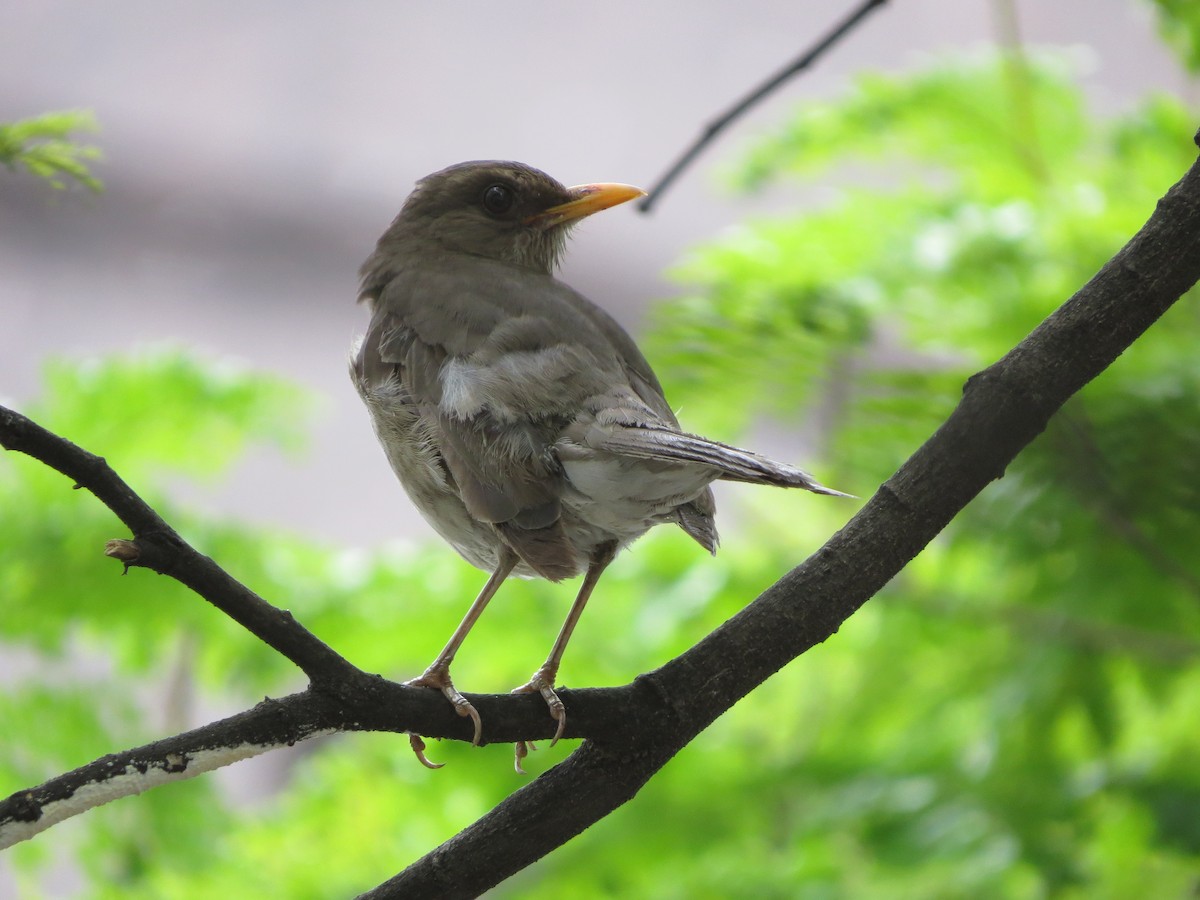 キバラツグミ - ML644666680