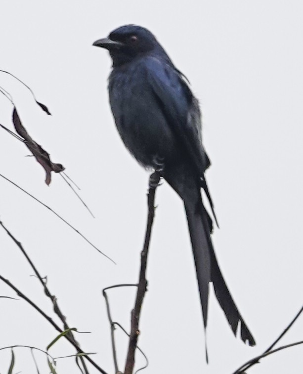 Black Drongo - ML644666681