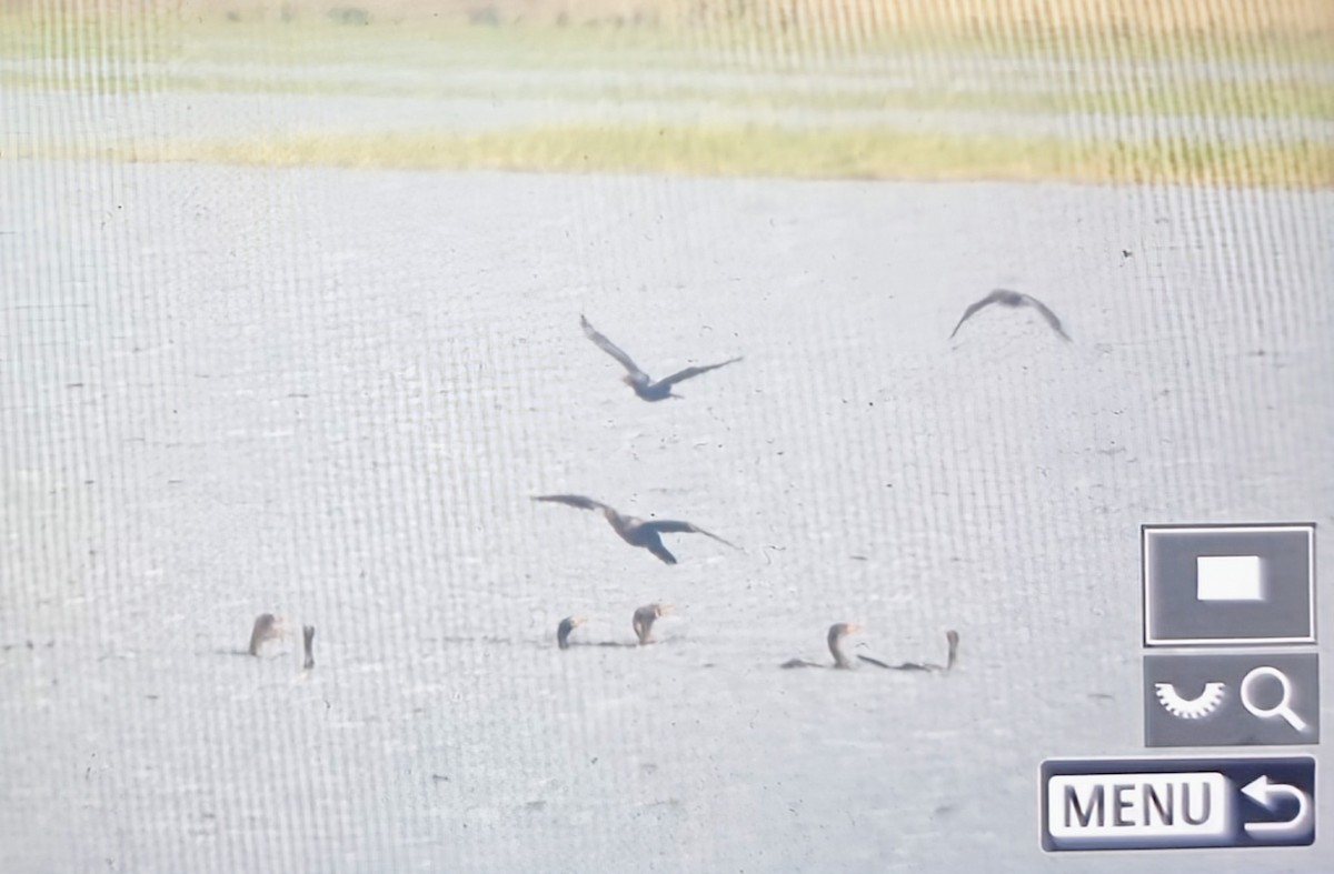 Reed Cormorant - ML644666683