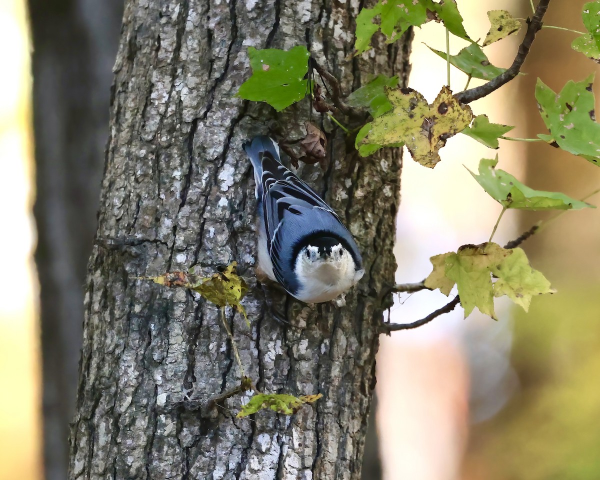 Sittelle à poitrine blanche - ML644666690