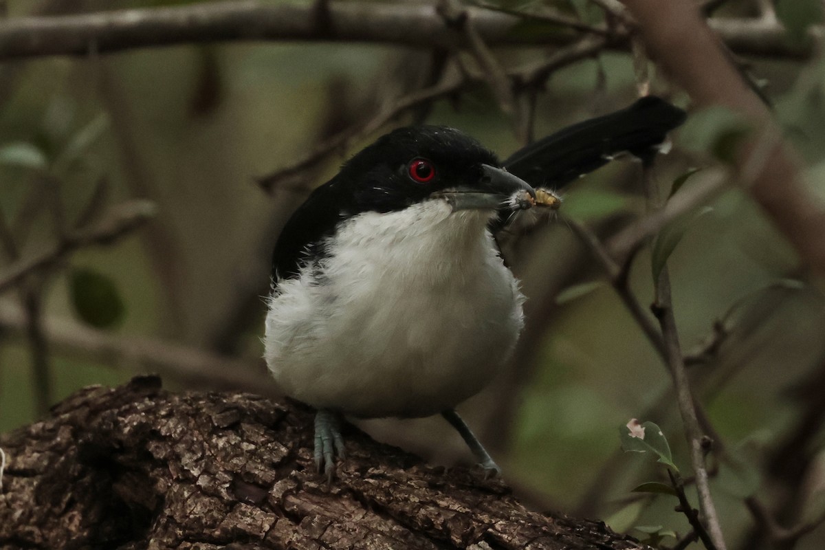 hvitbrystmaurvarsler - ML644666696