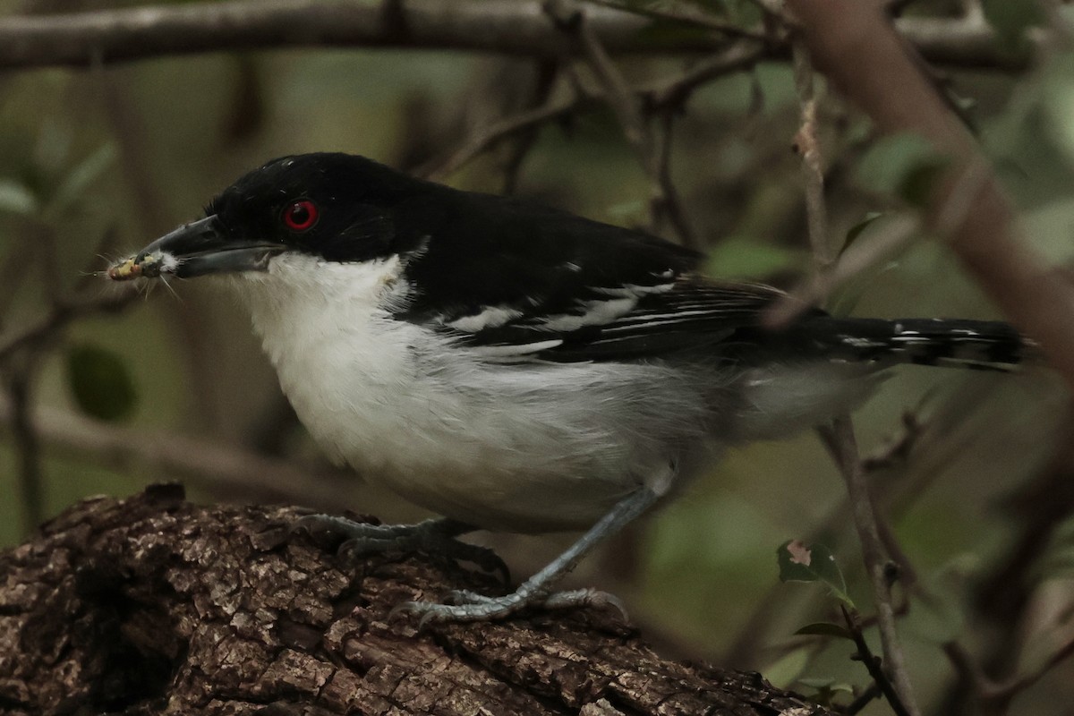 hvitbrystmaurvarsler - ML644666697