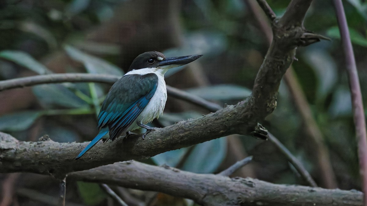 Torresian Kingfisher - ML644666707