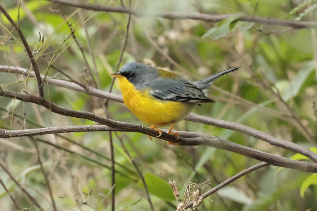 ildparula - ML644666709