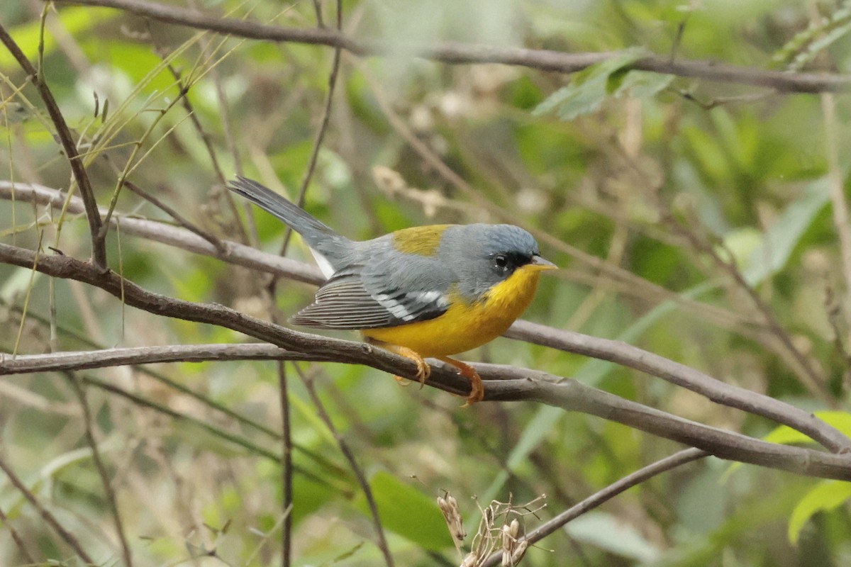 ildparula - ML644666710