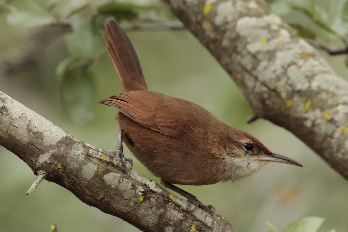 rustpannemarkløper - ML644666723