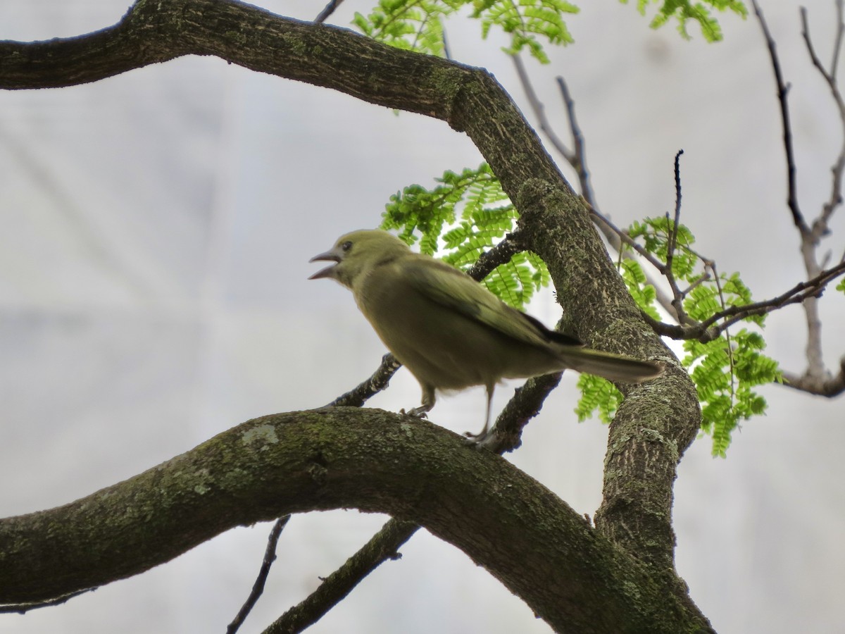 Palm Tanager - ML644666724