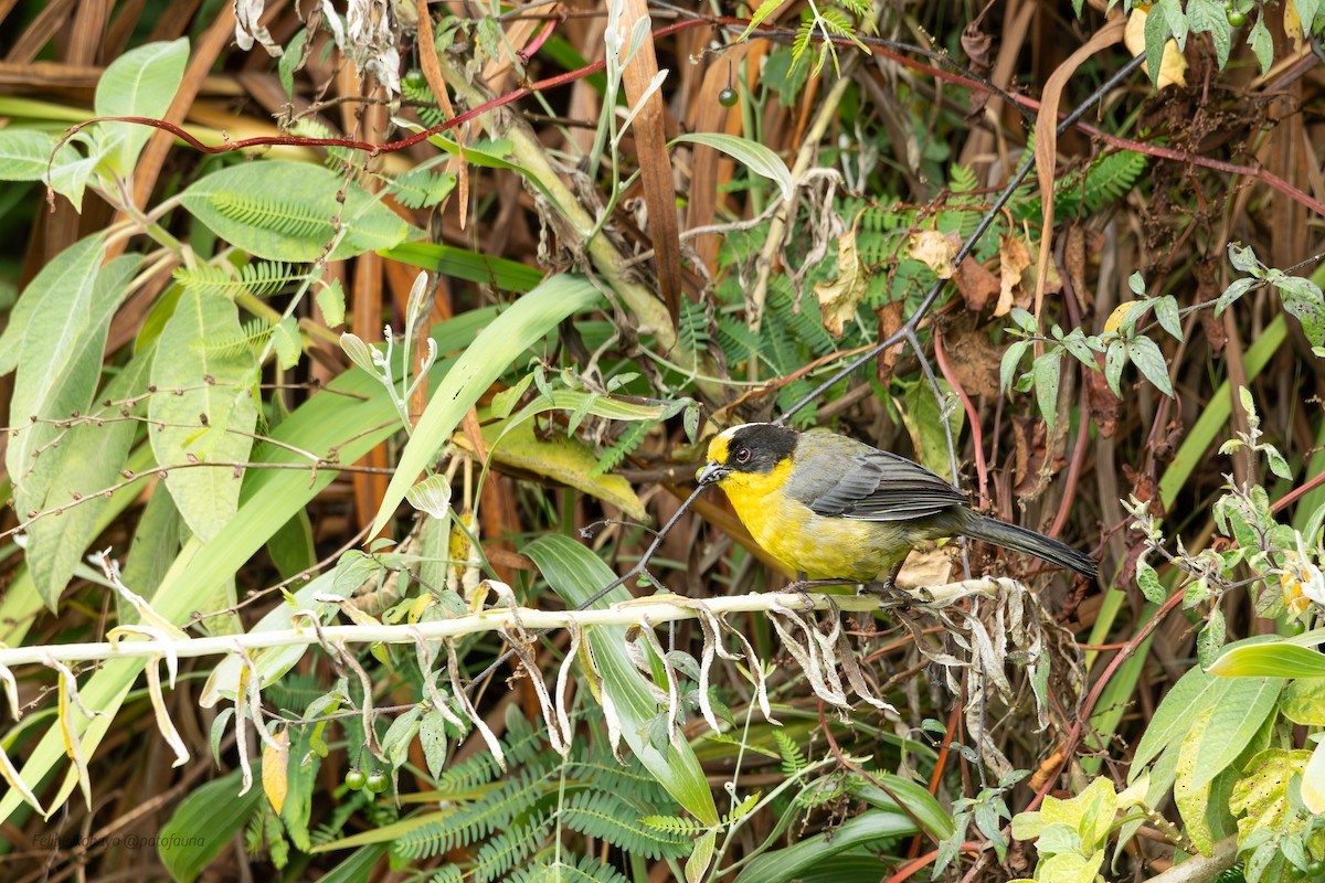 Pale-naped Brushfinch - ML644666726