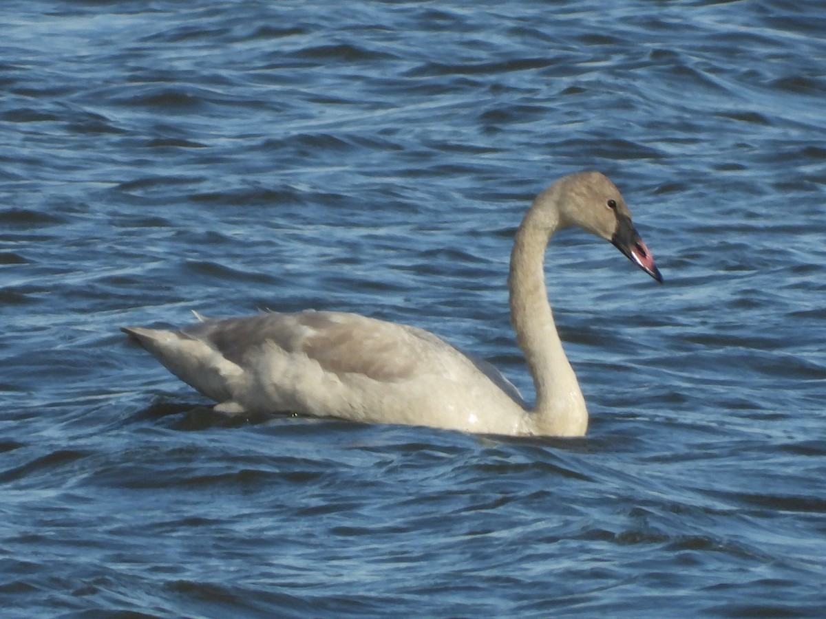 Trumpeter Swan - ML644666733