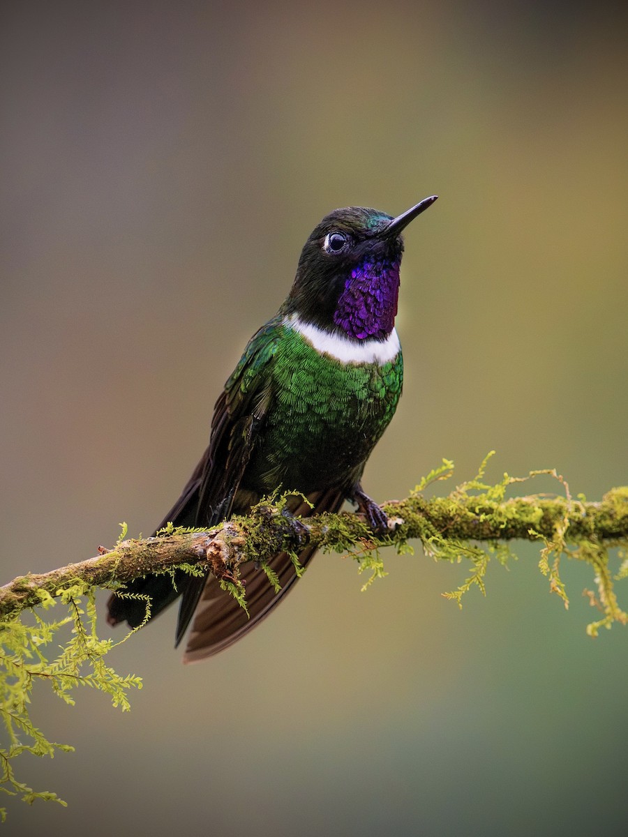 Gorgeted Sunangel - ML644666740