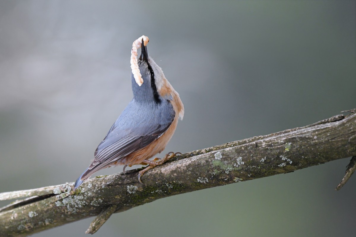 Eurasian Nuthatch - ML644666741