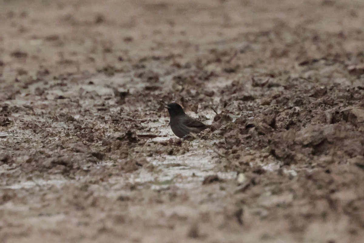 chacosottyrann - ML644666745