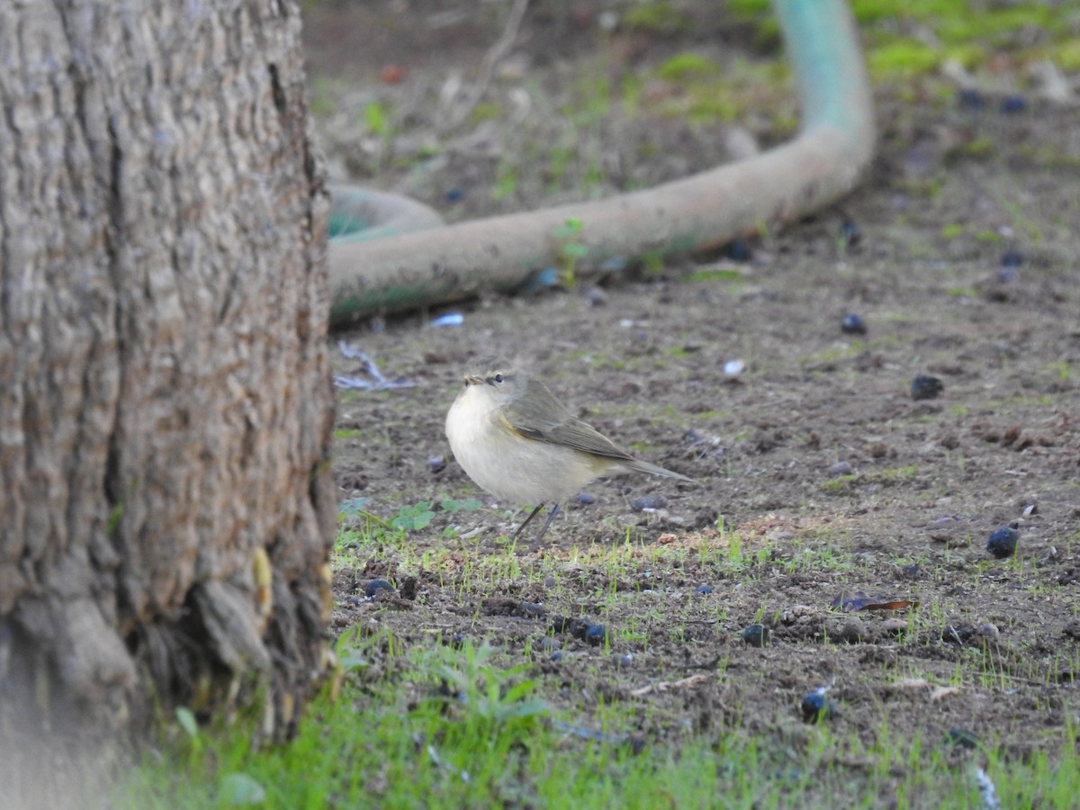 Mosquitero Común - ML644666746