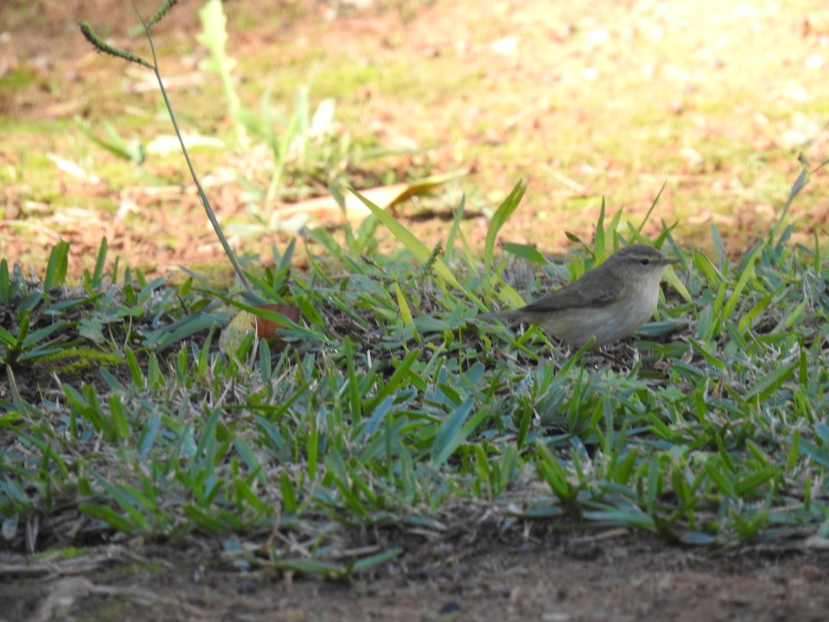 Mosquitero Común - ML644666747