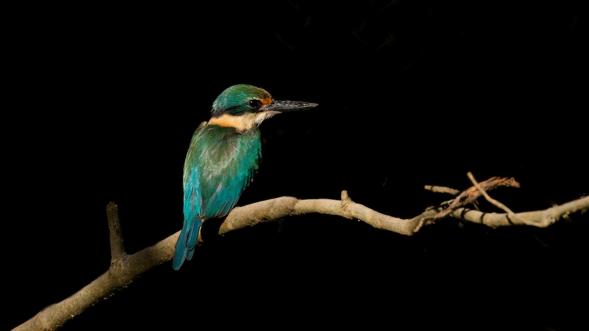 Sacred Kingfisher - ML644666748