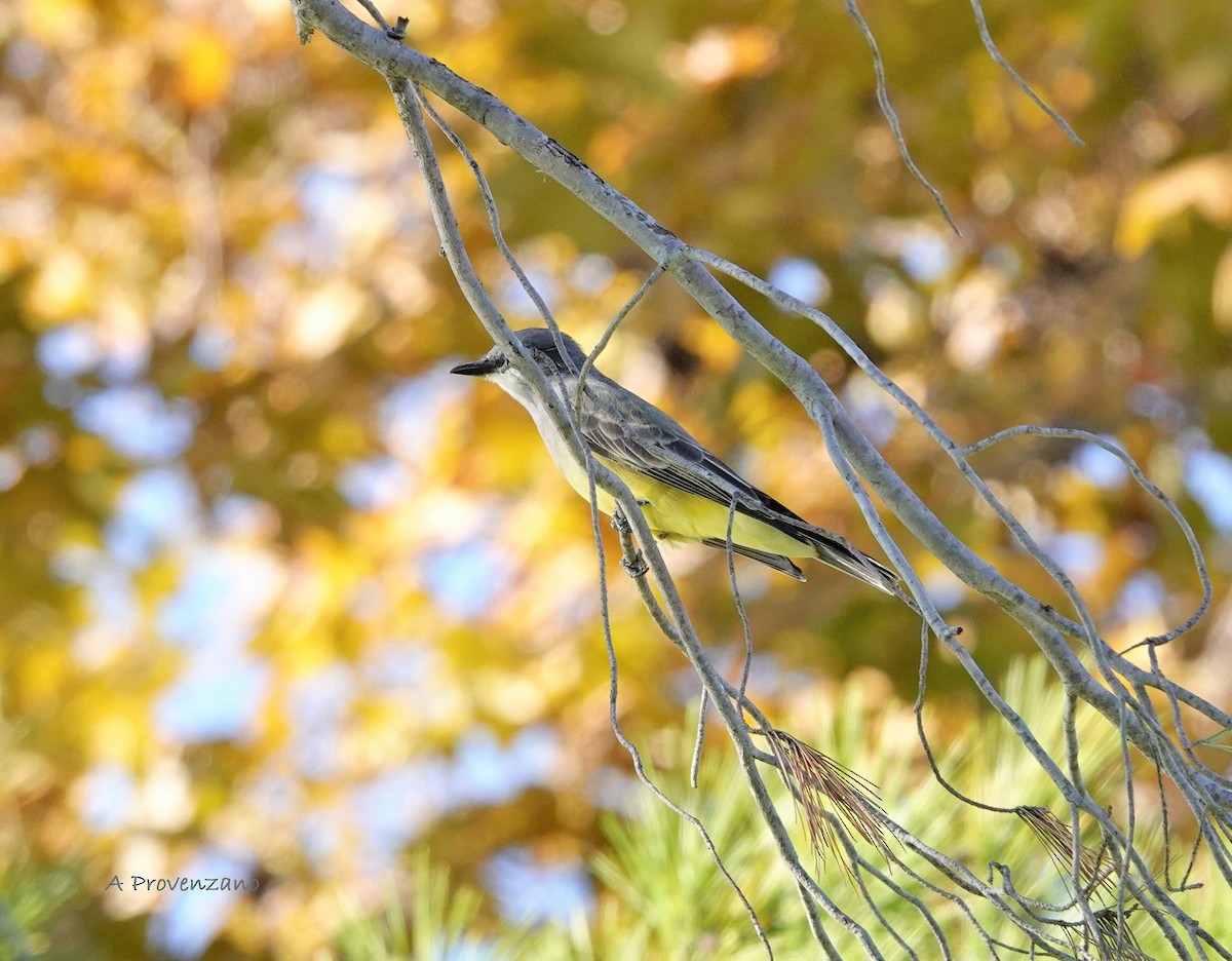 Cassin's Kingbird - ML644666751