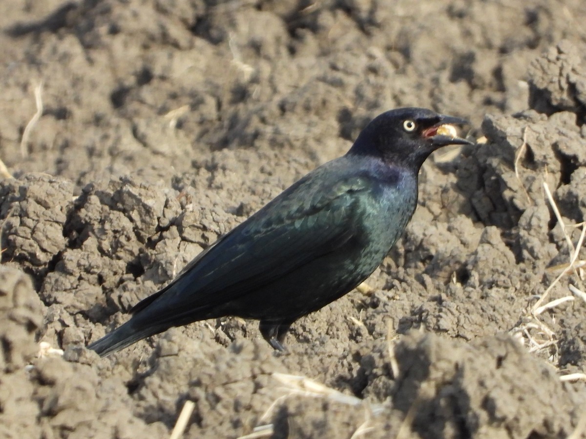 Brewer's Blackbird - ML644666752